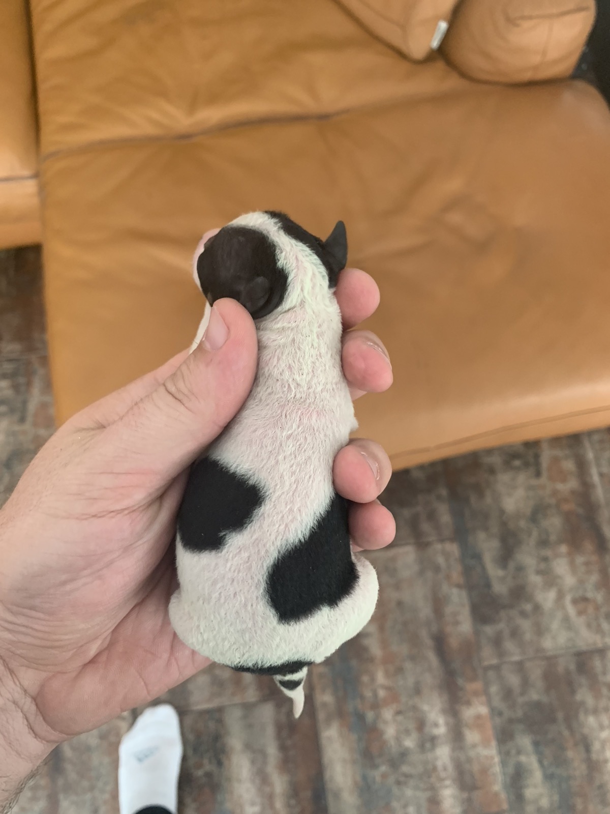 Pups are born with hair
